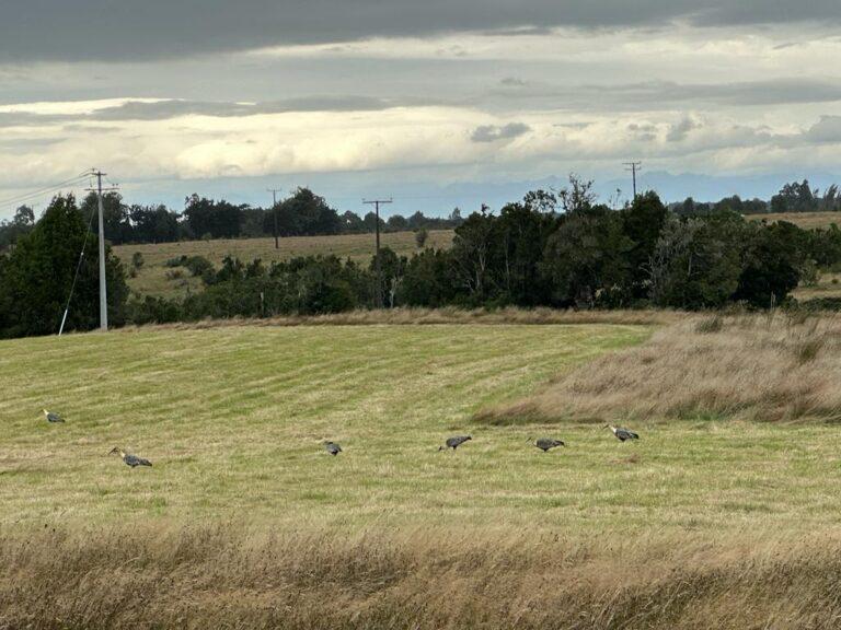 parcelas en el sector de Ilque